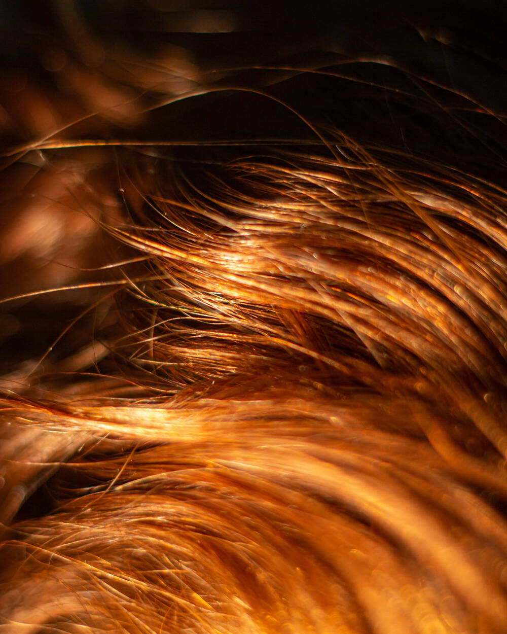 Close-up of shiny, reddish-brown hair illuminated by warm light, highlighting individual strands and texture&mdash;a look achievable with guidance from Wolf Hair Restoration Resources.